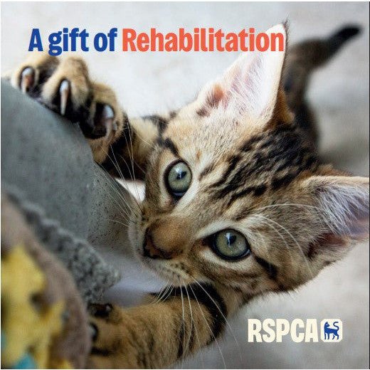 A Gift of Rehabilitation RSPCA Cat Charity Gift Card
