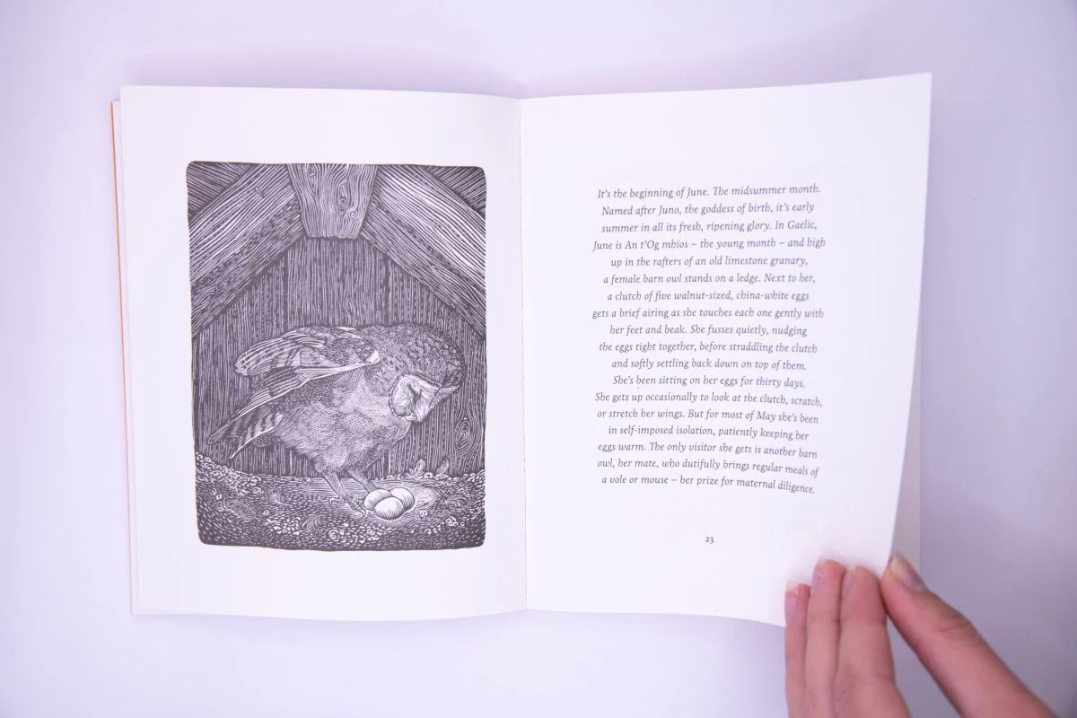 The Book Of The Barn Owl - Image 2