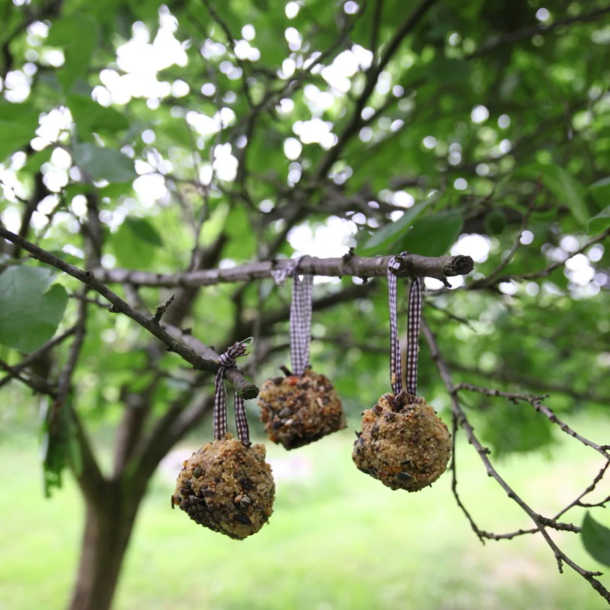 DIY Bird Food Pinecone - Image 2