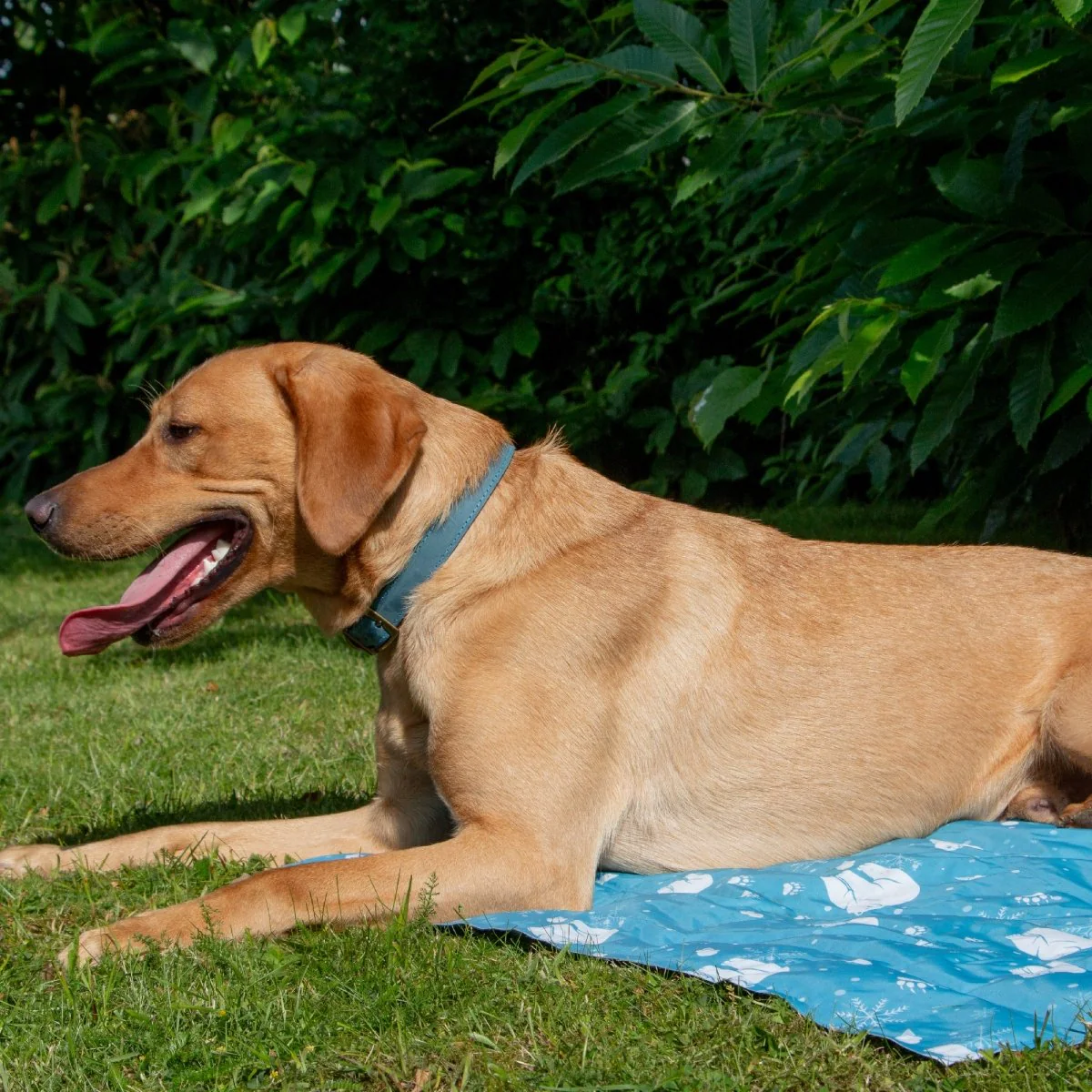 Ice Paws Cooling Mat