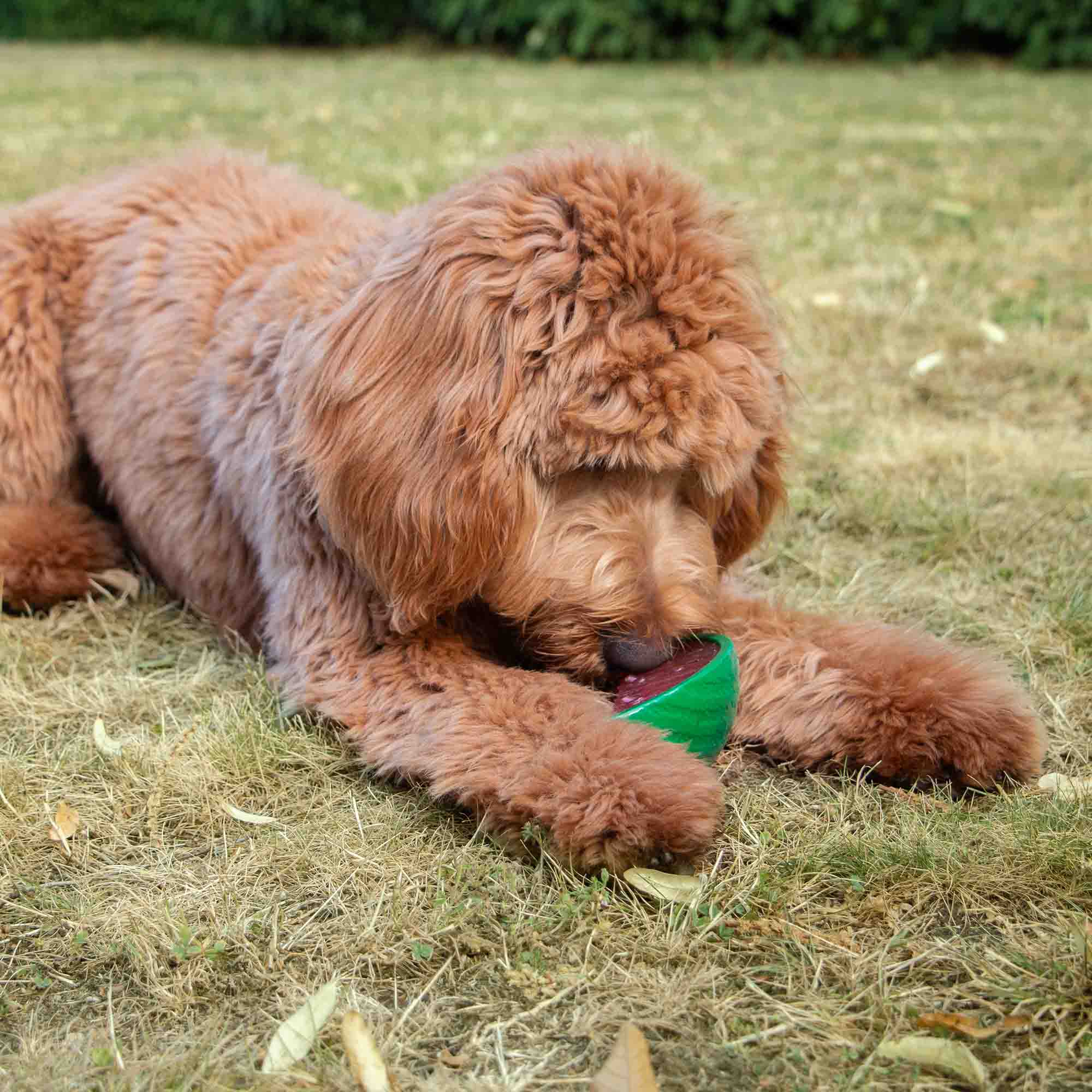 Ice Paws Cooling Watermelon Toy - Image 3