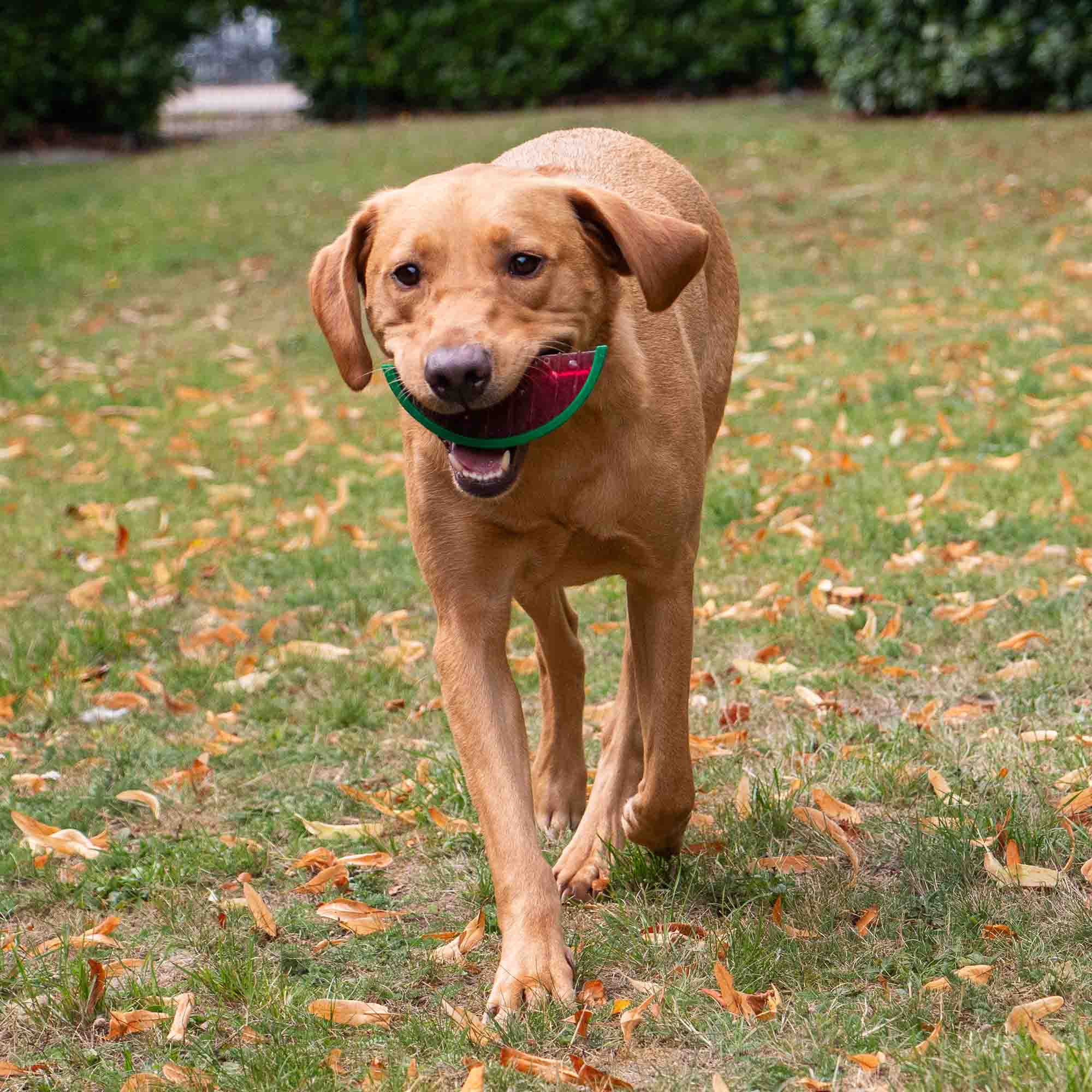 Ice Paws Cooling Watermelon Toy - Image 6