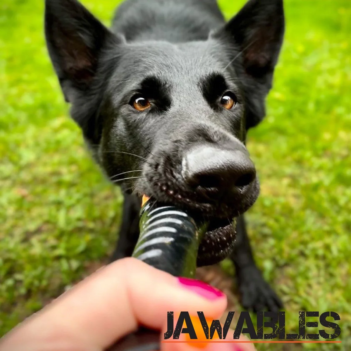 Jawables Tough Baton Toy - Image 2