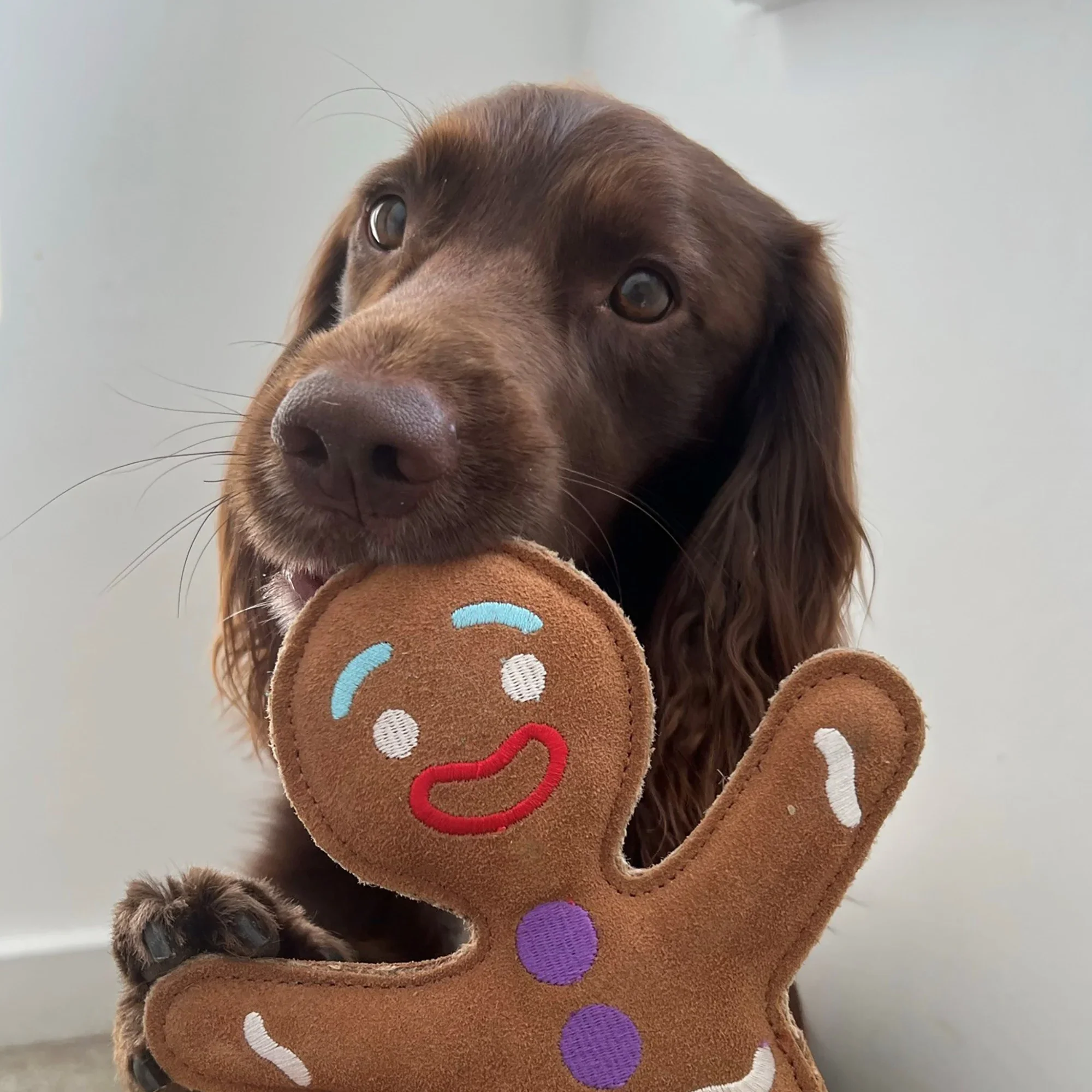 Jean Genie the Gingerbread Person Eco Dog Toy - Image 4
