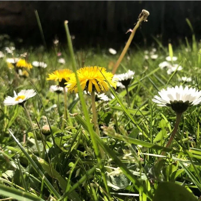 Lawn Flowers Seedball Pack - Image 10