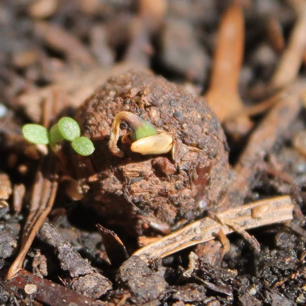 Lawn Flowers Seedball Pack - Image 11