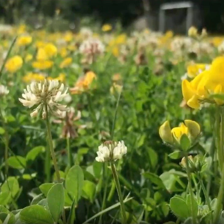 Lawn Flowers Seedball Pack - Image 3
