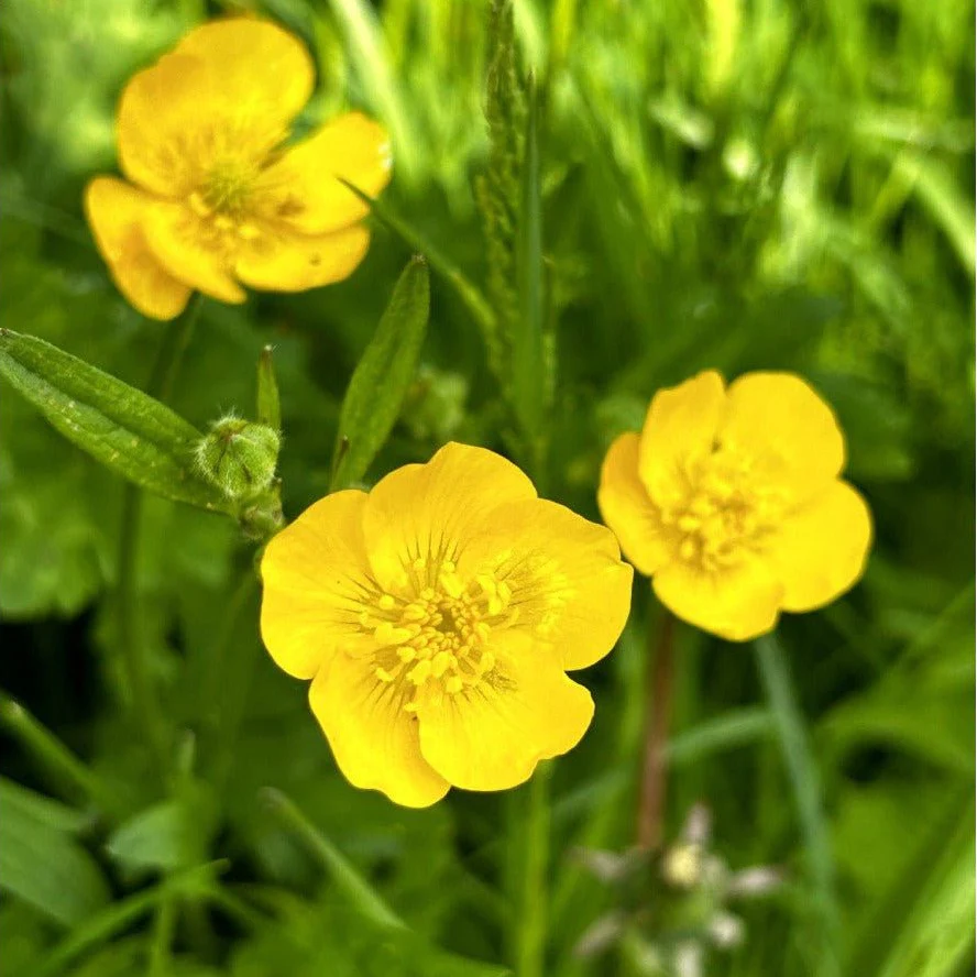 Lawn Flowers Seedball Pack - Image 9
