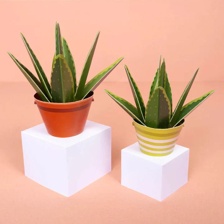 Mini Plant Making Kit - Make Your Own Healing Aloe Vera - Image 2
