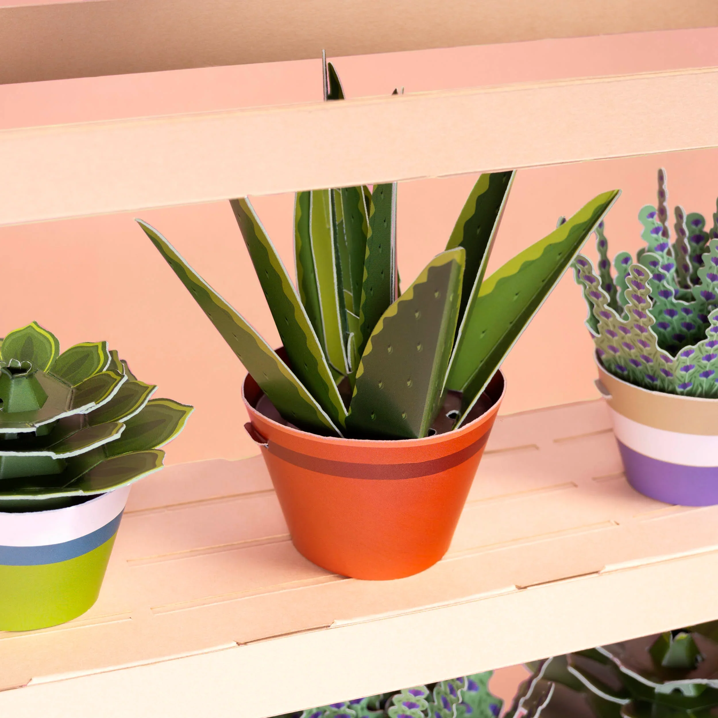 Mini Plant Making Kit - Make Your Own Healing Aloe Vera - Image 4