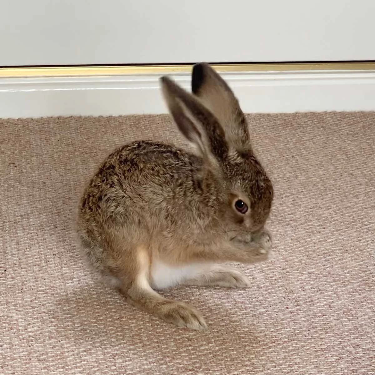 Chloe Dalton: Raising Hare - Image 8