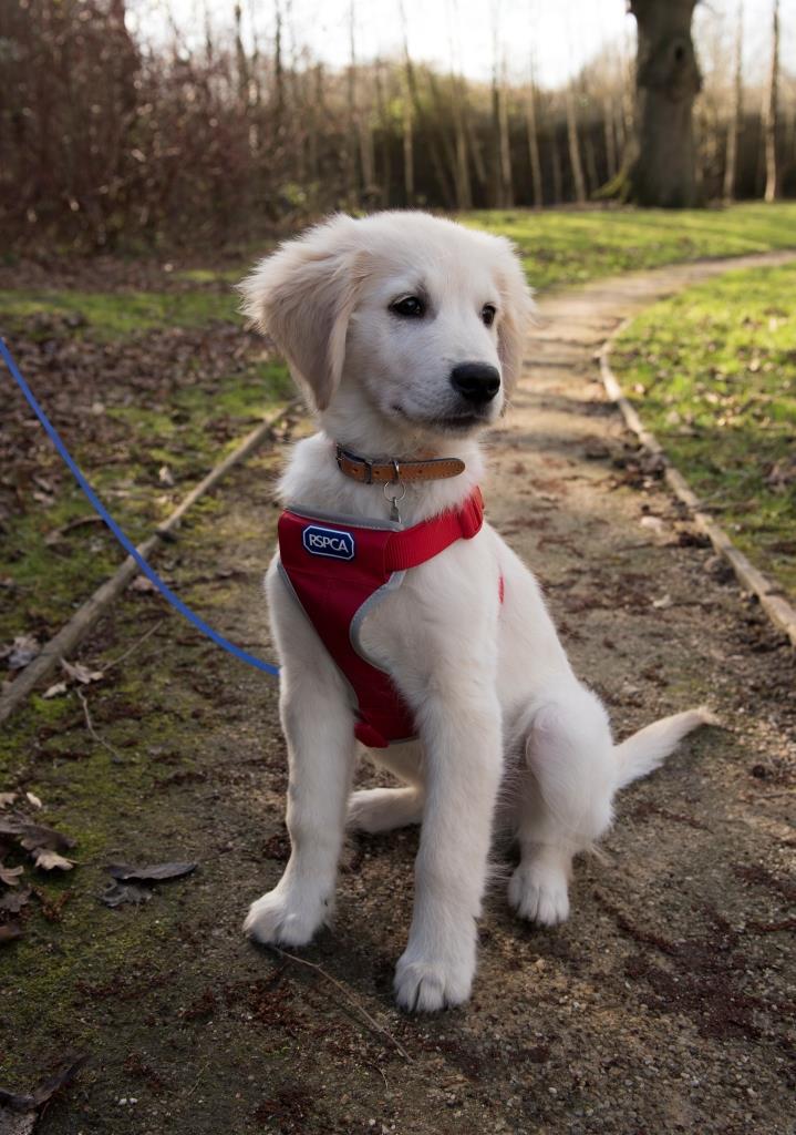 RSPCA Car Safety and Walking Harness - Image 2