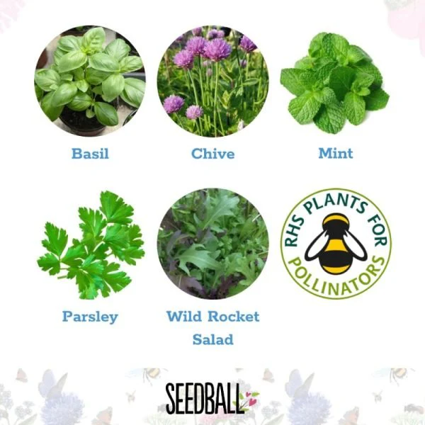 Set of 5 Garden Herbs Seedball Tubes - Image 2