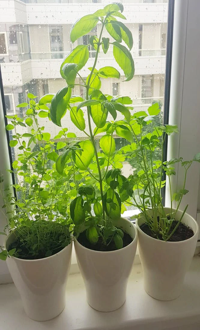 Set of 5 Garden Herbs Seedball Tubes - Image 5