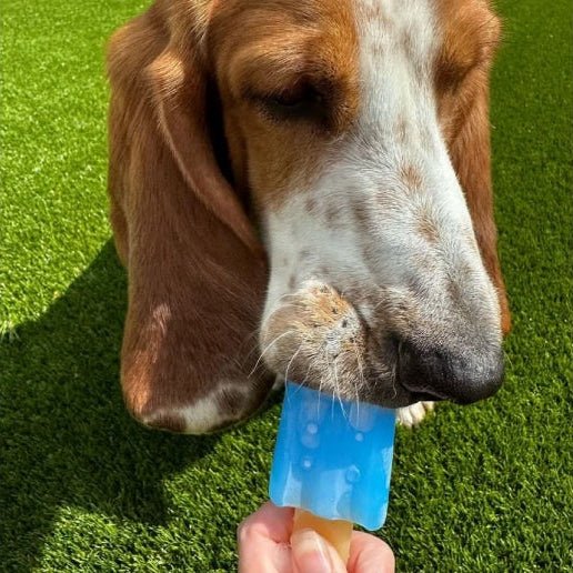 Small Bite Ice Lolly Cooling Teethers for Dogs and Puppies - Image 2