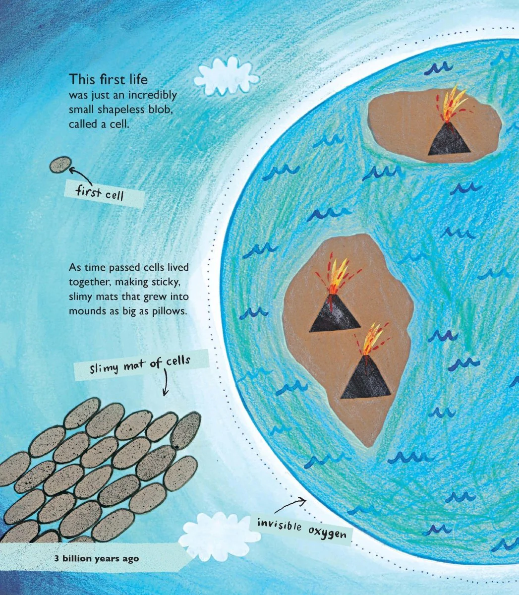 Story Of Life: A First Book About Evolution - Image 3