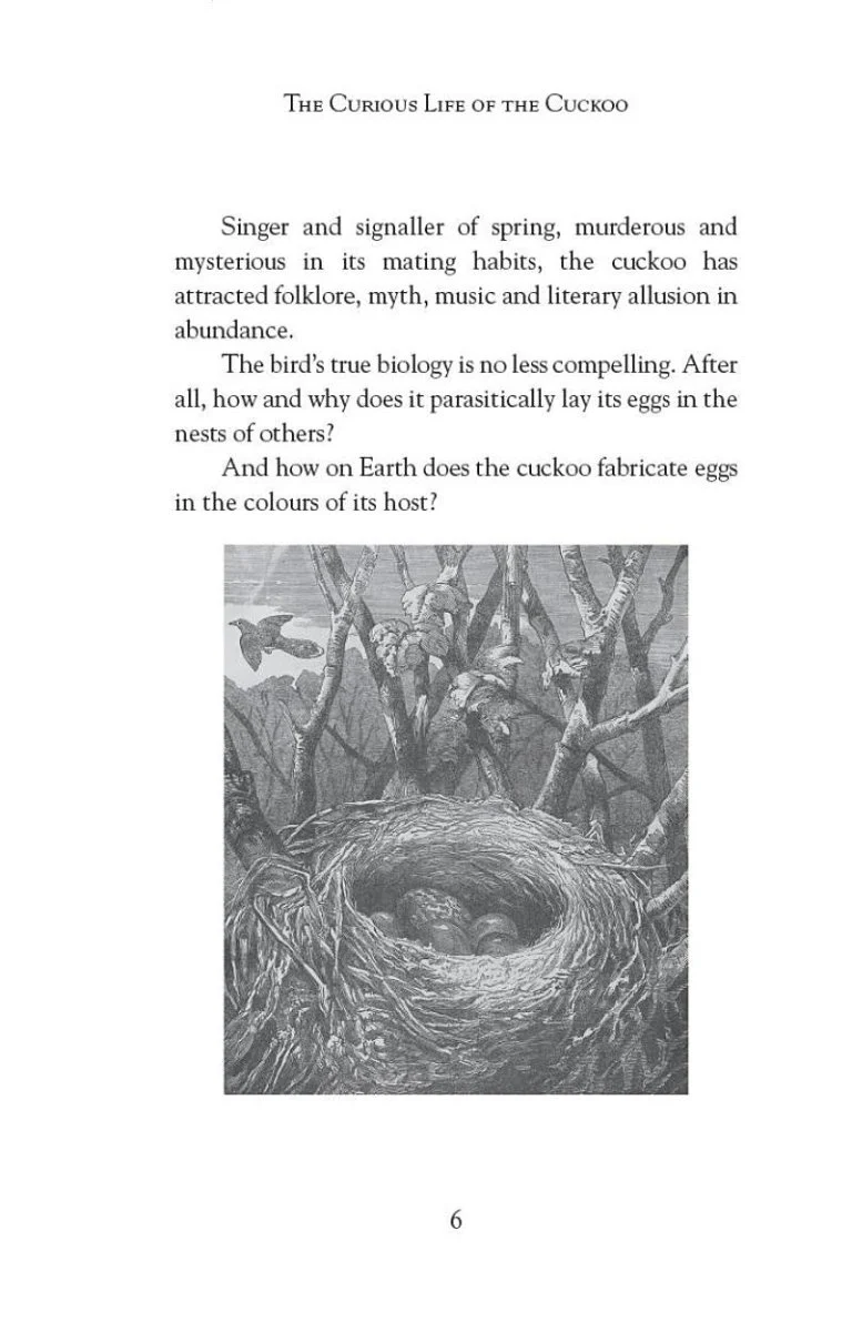 The Curious Life of the Cuckoo - Image 2