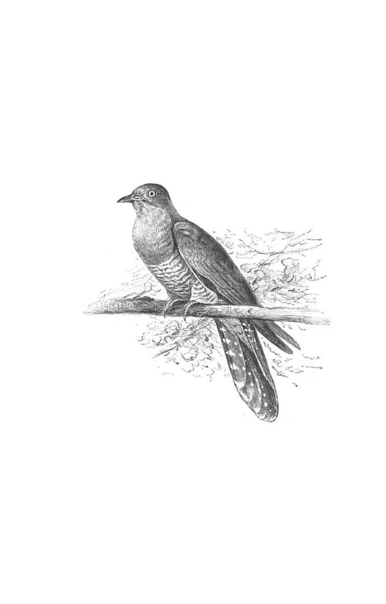 The Curious Life of the Cuckoo - Image 4